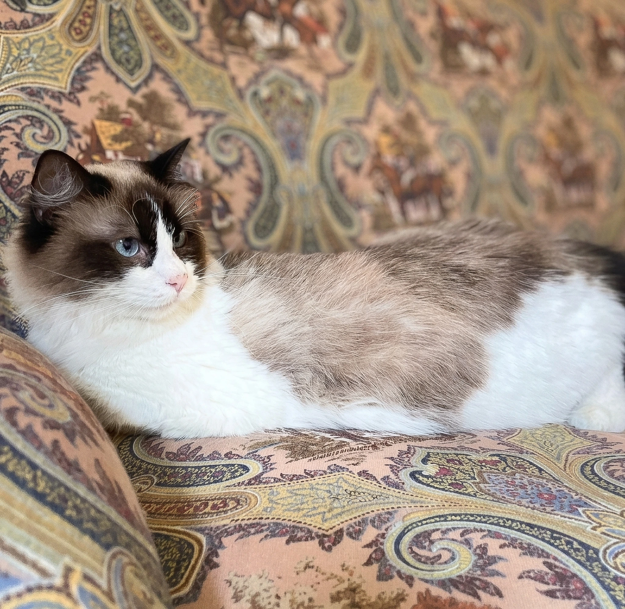 Ragdoll